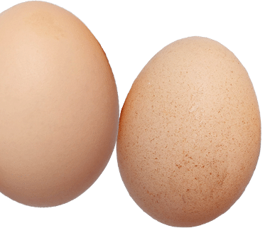 GefluegelhofFeld_start_parabg_eggs1
